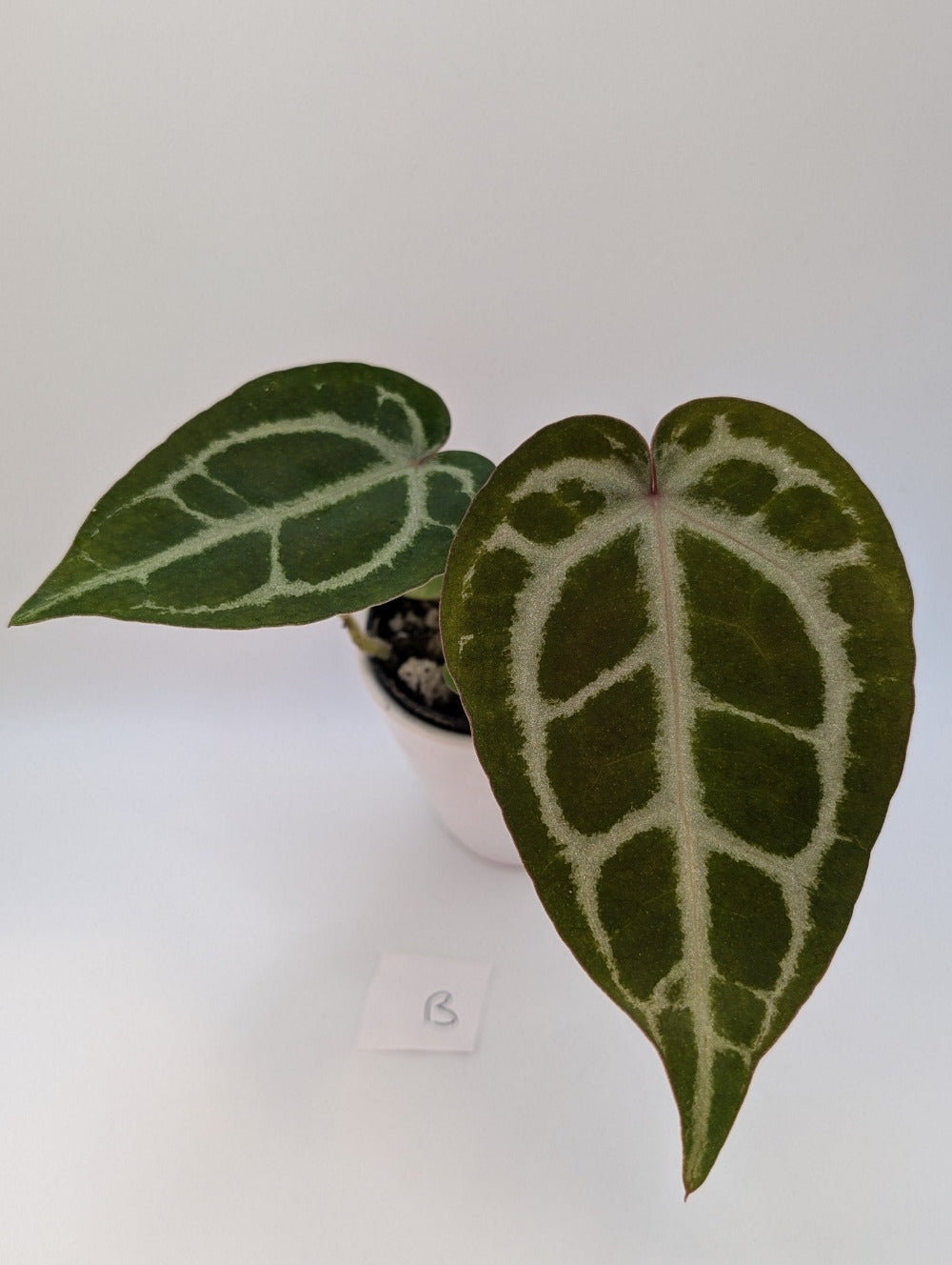 Anthurium Michelle x (Zara x Michelle) Red/Purple Doc Block 3.5