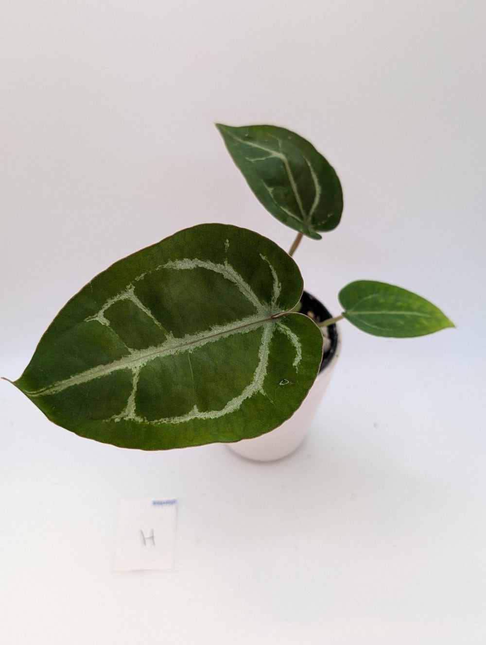 Michelle x (Zara x Michelle) - Botanical Rarities