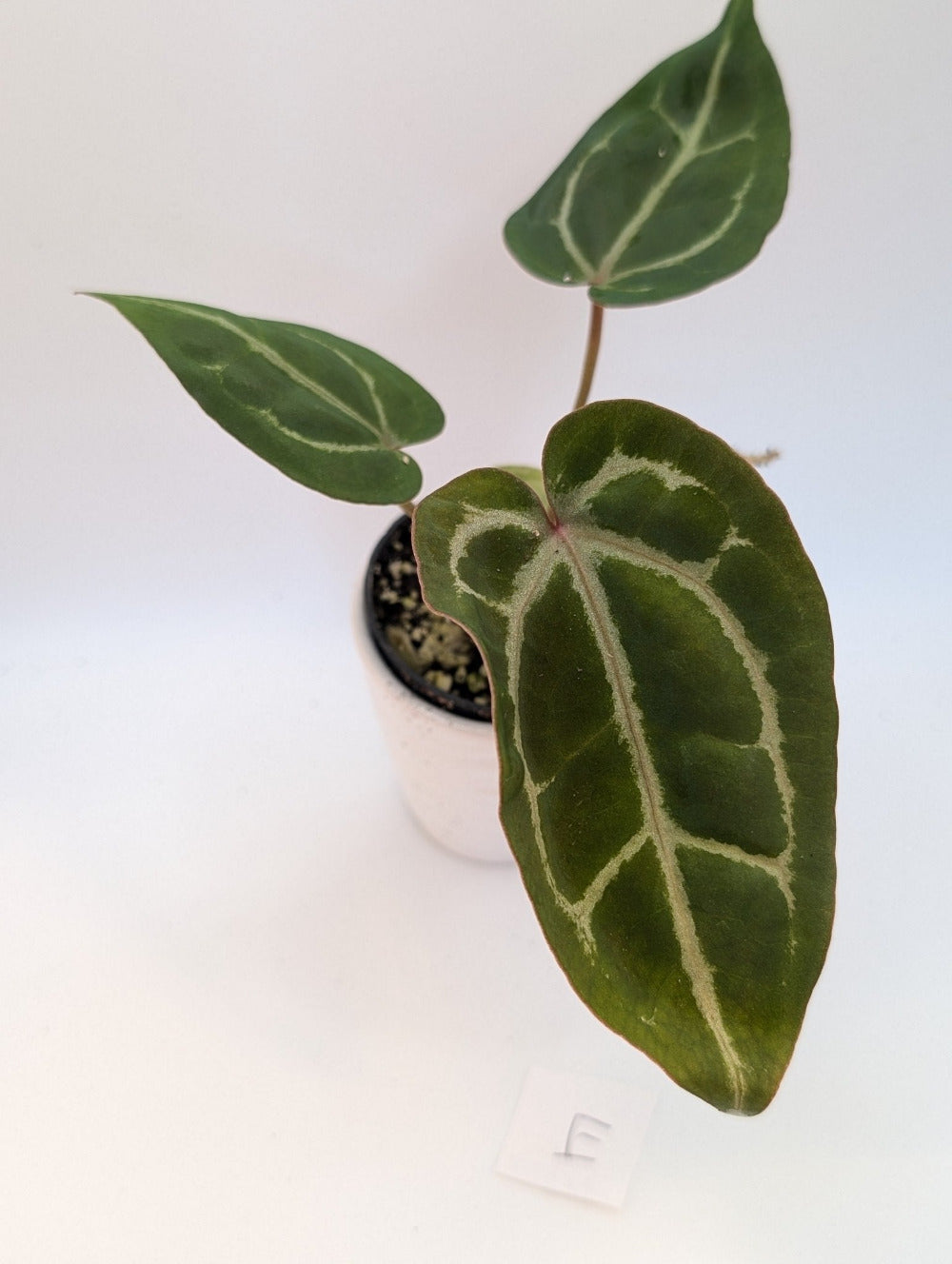 Michelle x (Zara x Michelle) - Botanical Rarities