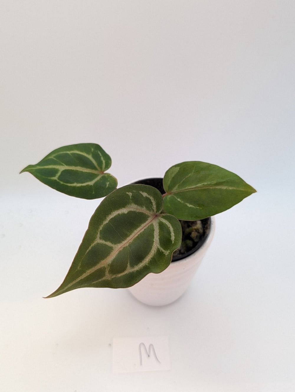 Anthurium Michelle x (Zara x Michelle) Red/Purple Doc Block 3.5
